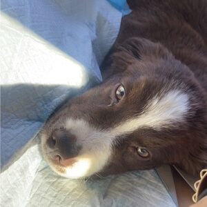 Meet your Posher, India